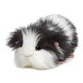 Webkinz Virtual Pet Plush - COOKIES & CREAM GUINEA PIG (10 inch)