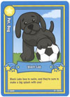 Webkinz Trading Card - B1-08/80 - BLACK LAB (common)